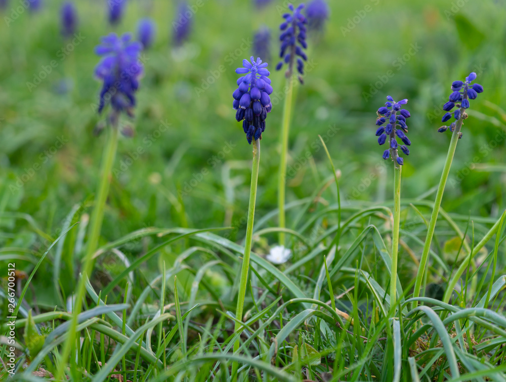 Blue flowers on a meadow Blue flowers on a meadow