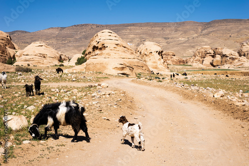 elder and young goats on the wilderness road