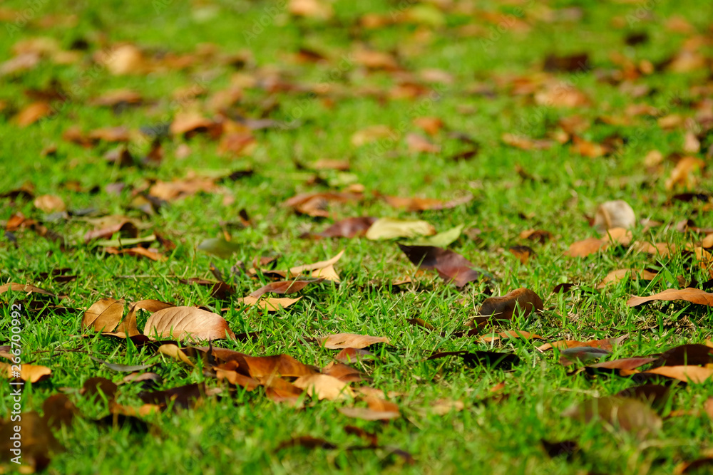 autumn leaf fall ol grass lawn in garden autumn leaf fall ol grass lawn in garden