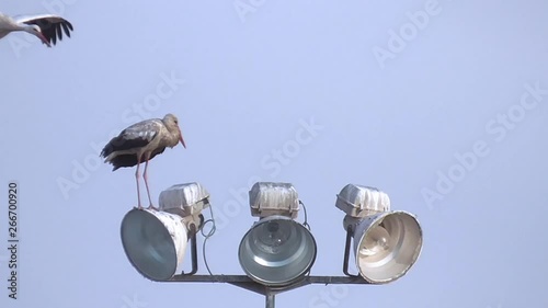 Stork flies to lantern, it welcomes another stork