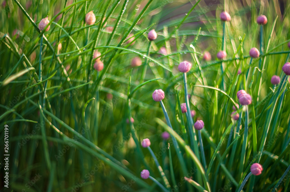 Green onion salad in garden in dew droplets. Purple buds blooming onions. Natural lighting effects. Water drops close up. Shallow depth of field. Selective focus, handmade artistic image of nature Green onion salad in garden in dew droplets. Purple buds blooming onions. Natural lighting effects. Water drops close up. Shallow depth of field. Selective focus, handmade artistic image of nature