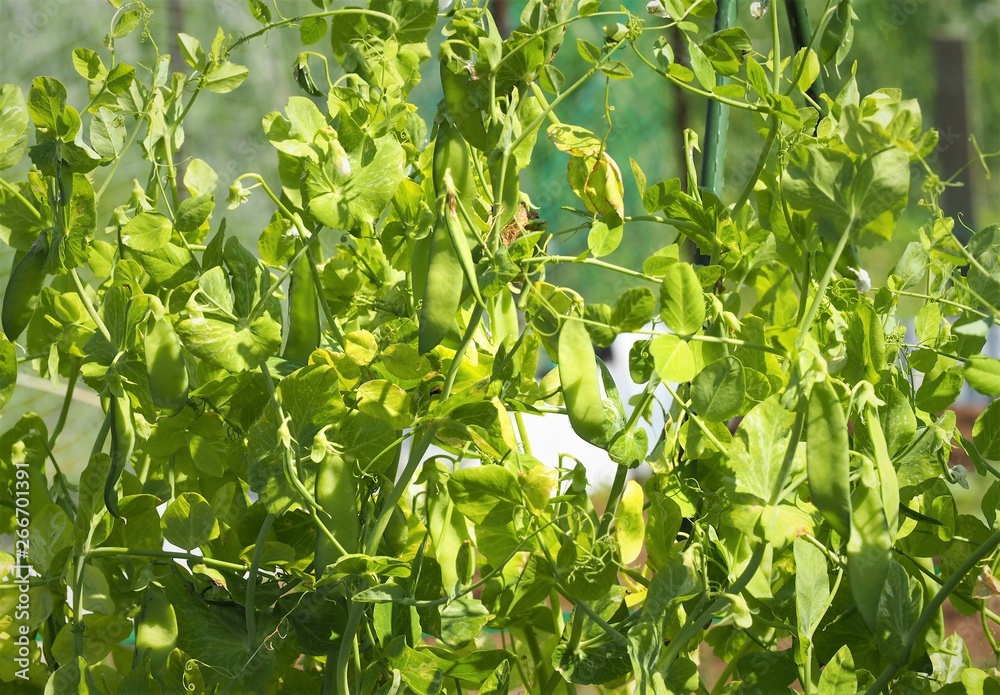 Fototapeta premium 菜園のサヤエンドウ