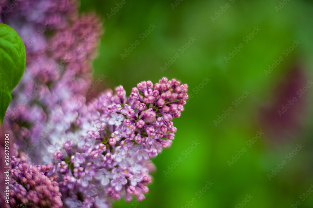 Lilac white pale pinkish-violet color flowers blossom flowers in spring garden. Soft selective focus. Floral natural background spring time season Dreamy gentle air artistic image. author processing Lilac white pale pinkish-violet color flowers blossom flowers in spring garden. Soft selective focus. Floral natural background spring time season Dreamy gentle air artistic image. author processing