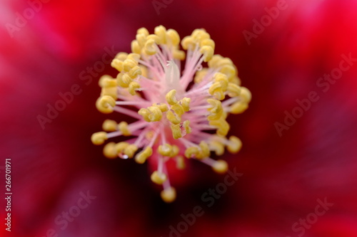 macro pollen of red hibiscus flower with water drop