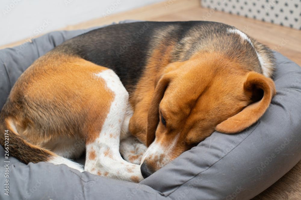 Beagle puppy sleeping at home