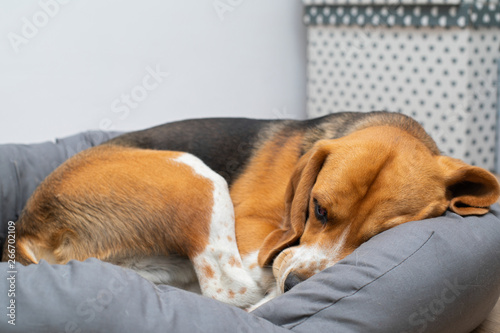 Beagle puppy sleeping at home