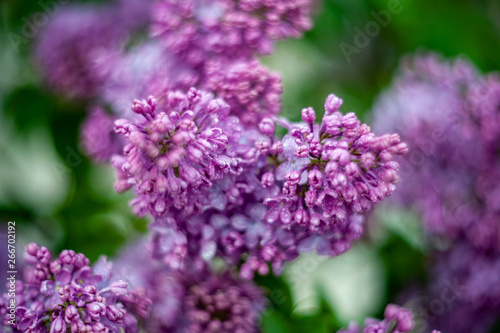 Lilac white pale pinkish-violet color flowers blossom flowers in spring garden. Soft selective focus. Floral natural background spring time season Dreamy gentle air artistic image. author processing