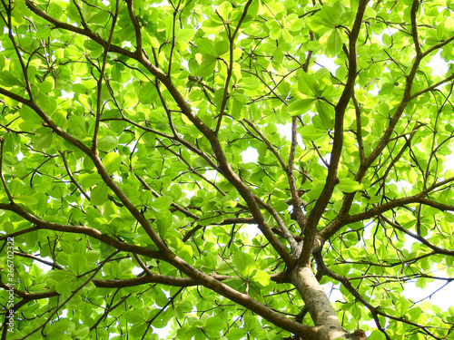 green leaf of Terminalia catappa tree in spring season © srckomkrit