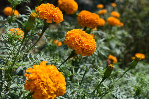 Beautiful Orange marigold (tagets) flowers in garden.