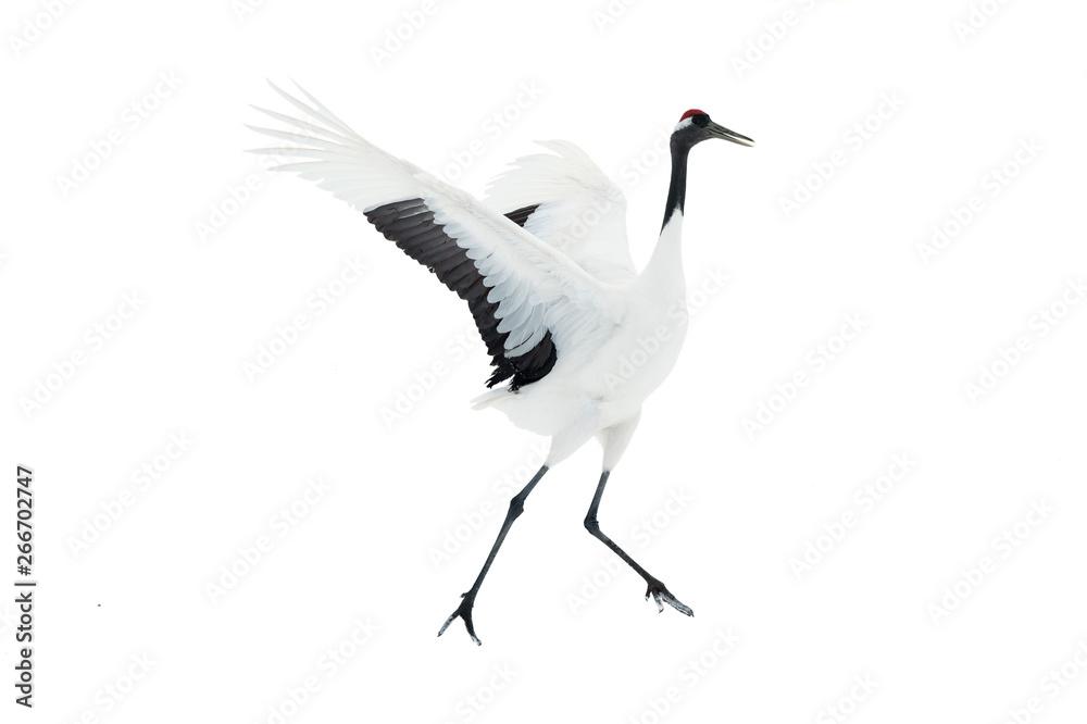 Obraz premium Dancing Crane. The ritual marriage dance. Isolated on white. The red-crowned crane. Scientific name: Grus japonensis, also called the Japanese or Manchurian crane, is a large East Asian Crane.