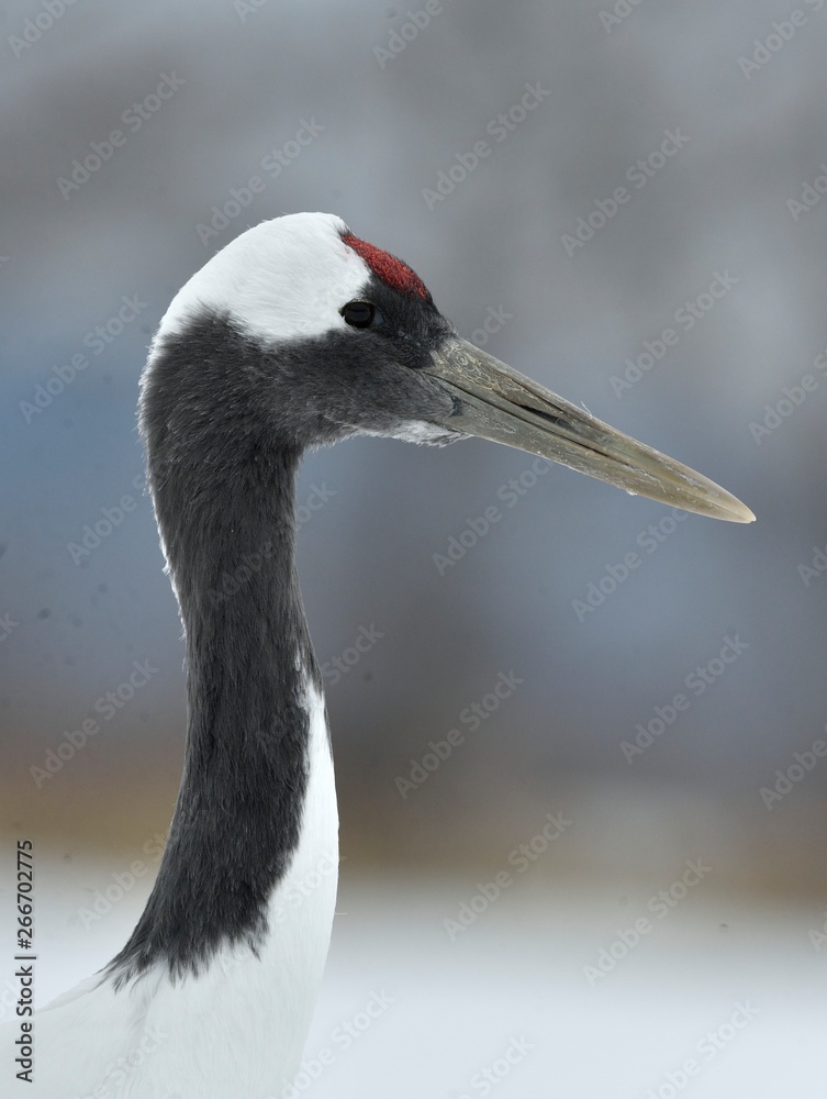The red-crowned crane. Close up portrait. Scientific name: Grus japonensis, also called the Japanese crane or Manchurian crane, is a large East Asian Crane.