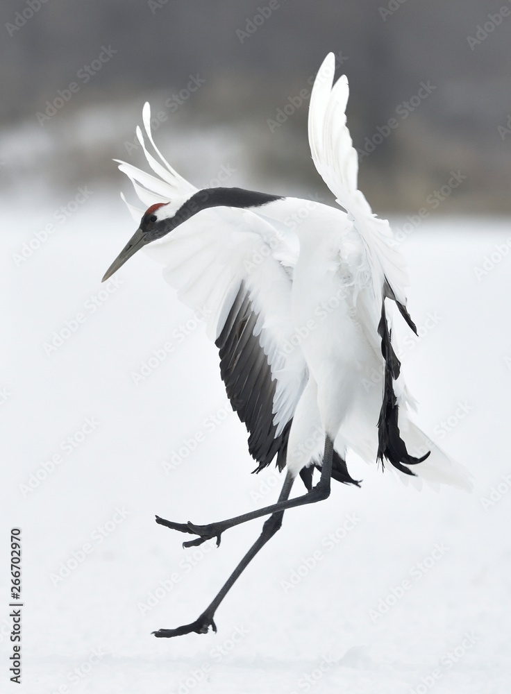 Dancing Crane. The ritual marriage dance. The red-crowned crane. Scientific name: Grus japonensis, also called the Japanese or Manchurian crane, is a large East Asian Crane. Dancing Crane. The ritual marriage dance. The red-crowned crane. Scientific name: Grus japonensis, also called the Japanese or Manchurian crane, is a large East Asian Crane.