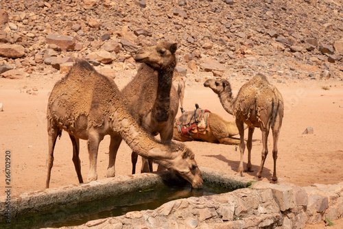 Camel drinking water