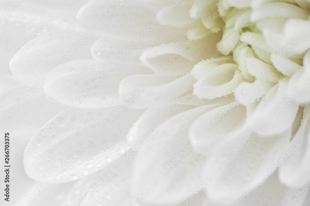 White chrysanthemum with drops of dew close up. Macro image with small depth of field.