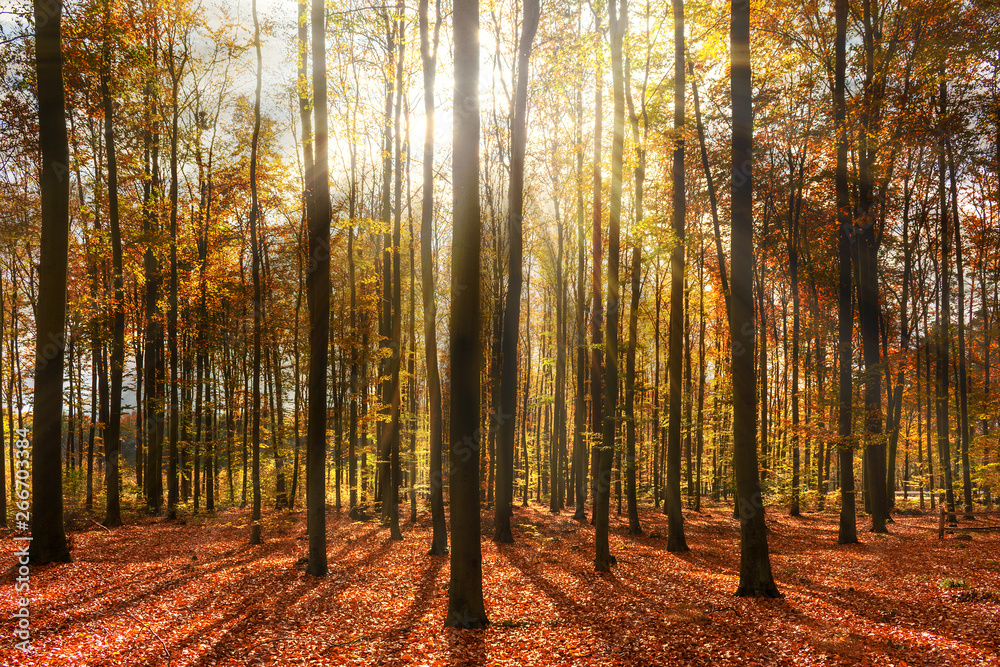 autumn in the forest width sunrays. autumn in the forest width sunrays.