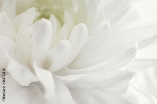 White chrysanthemum close up. Macro image with small depth of field. © eternal aviv