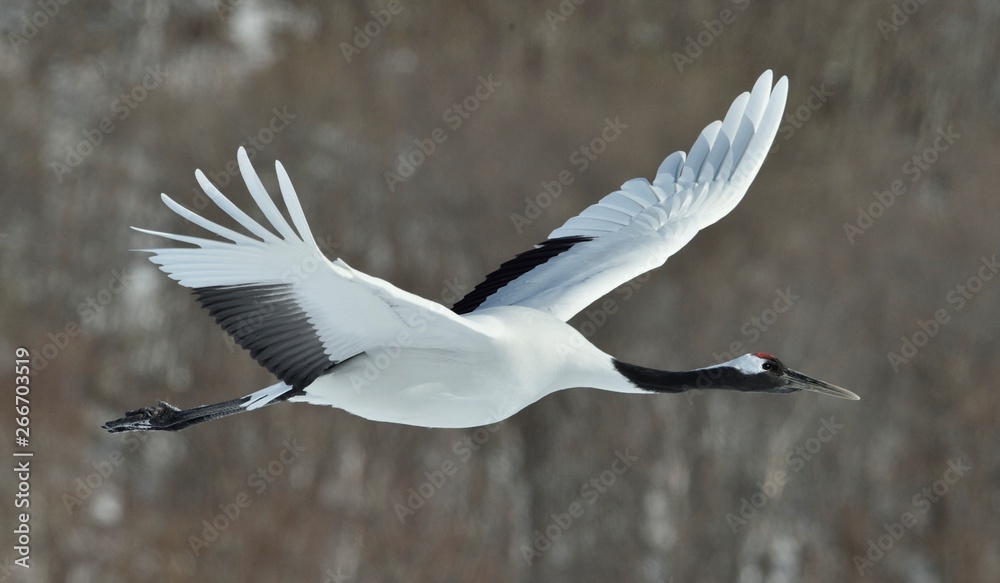 The red-crowned crane in flight. Winter forest background. Scientific name: Grus japonensis, also called the Japanese crane or Manchurian crane. The red-crowned crane in flight. Winter forest background. Scientific name: Grus japonensis, also called the Japanese crane or Manchurian crane.
