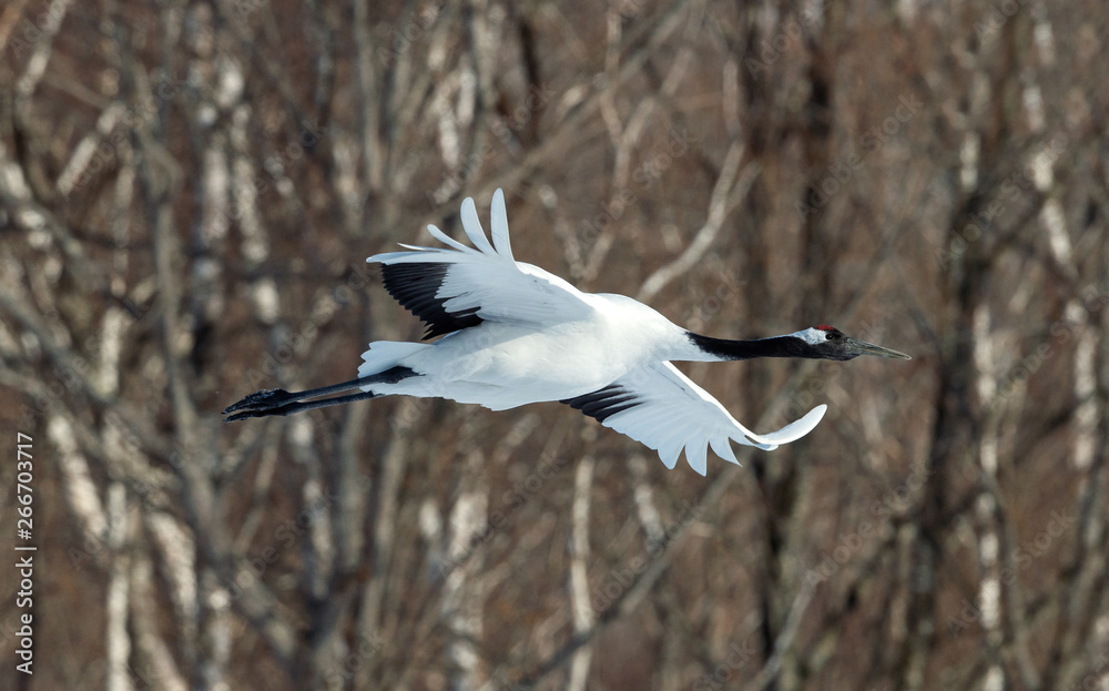 The red-crowned crane in flight. Winter forest background. Scientific name: Grus japonensis, also called the Japanese crane or Manchurian crane.