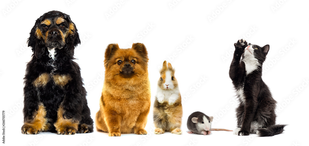 set of pets looks on a white background