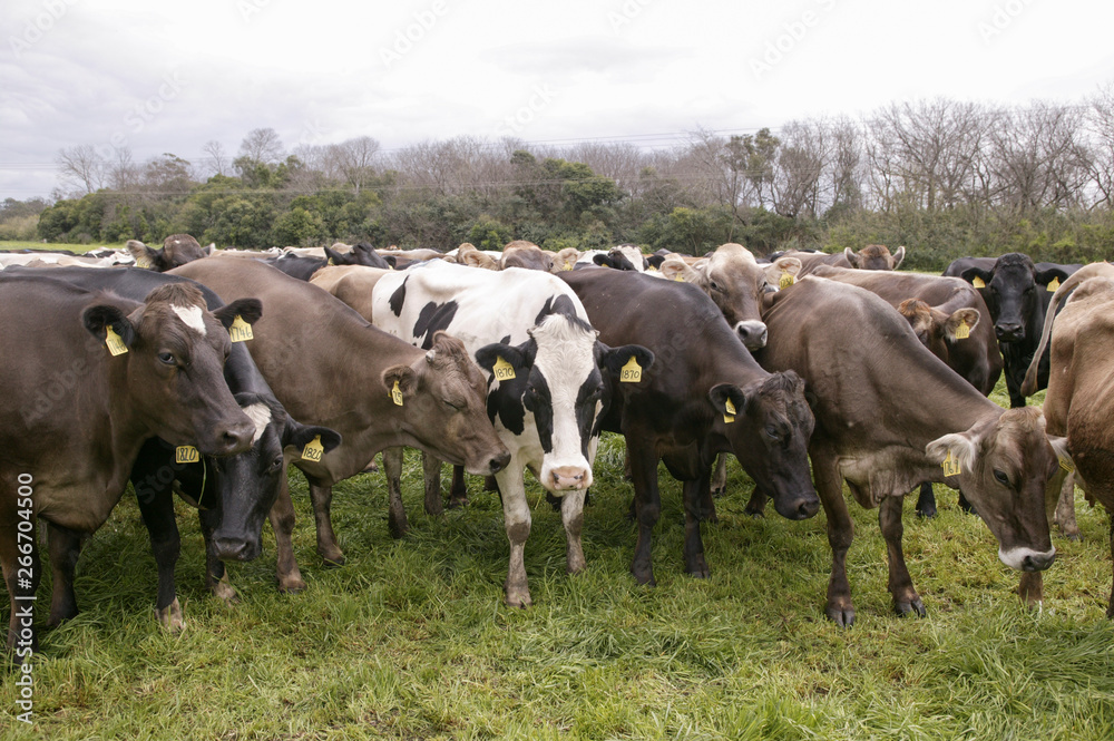cows cows
