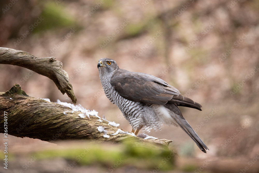 Fototapeta premium Goshawk, Accipiter gentilis