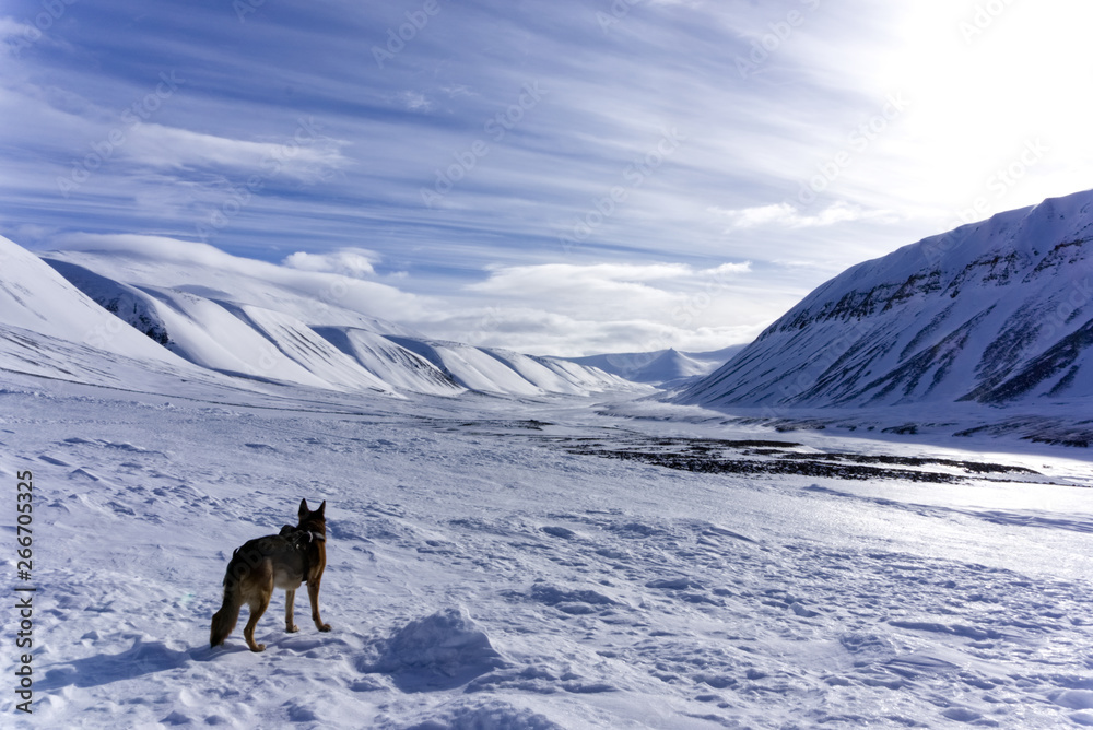 German Shepherd/Husky mix at Svalbard