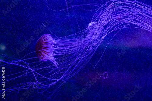 Jellyfish in an aquarium