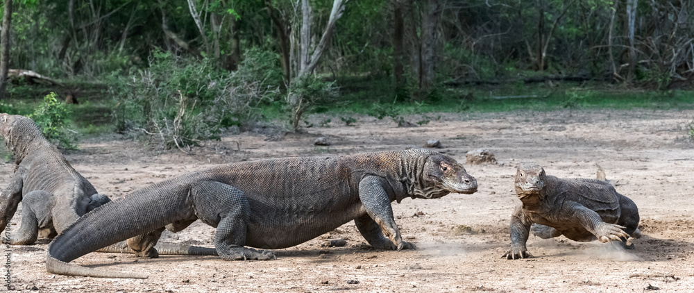 Komodo dragons. Scientific name: Varanus Komodoensis. Natural habitat. Indonesia. Rinca Island. Komodo dragons. Scientific name: Varanus Komodoensis. Natural habitat. Indonesia. Rinca Island.