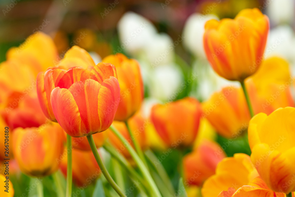 Fototapeta premium colorful of tulip flowers field in spring season, orange tulip