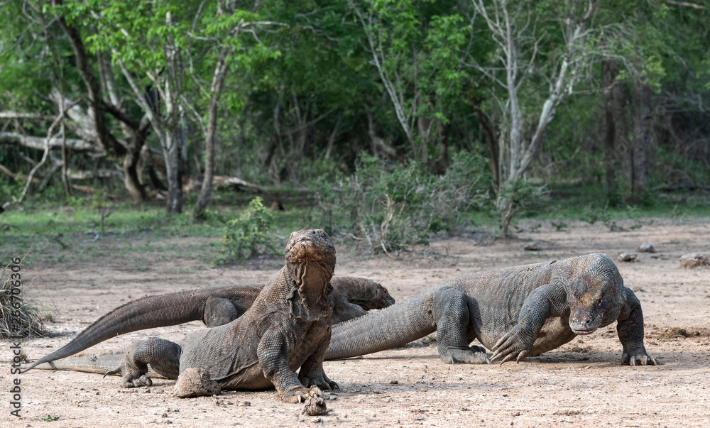 Komodo dragons. Scientific name: Varanus Komodoensis. Natural habitat. Indonesia. Rinca Island. Komodo dragons. Scientific name: Varanus Komodoensis. Natural habitat. Indonesia. Rinca Island.