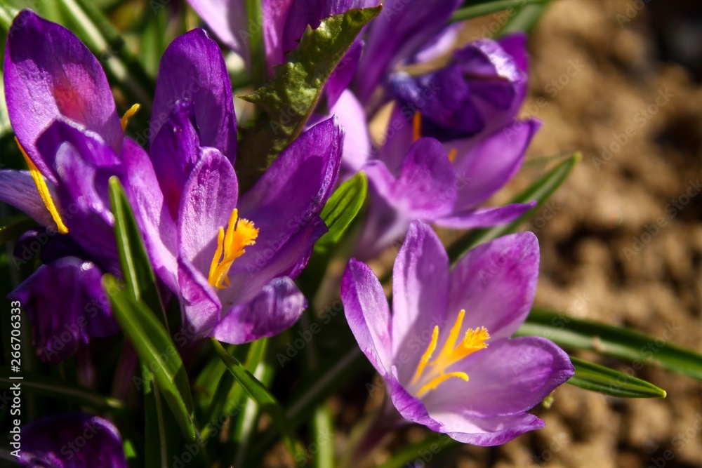 Close view of a little Campanula flower