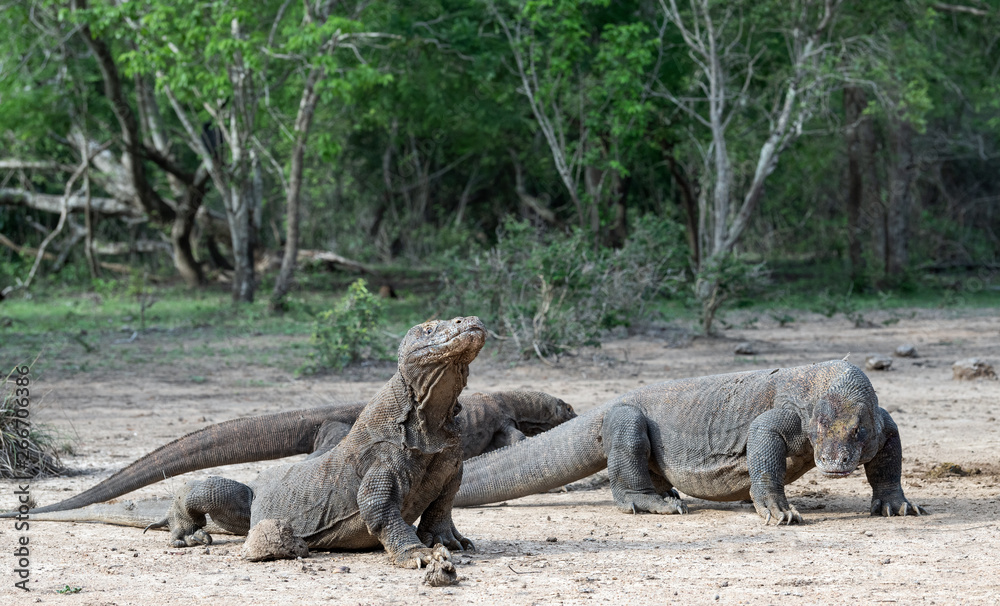 Komodo dragons. Scientific name: Varanus Komodoensis. Natural habitat. Indonesia. Rinca Island. Komodo dragons. Scientific name: Varanus Komodoensis. Natural habitat. Indonesia. Rinca Island.