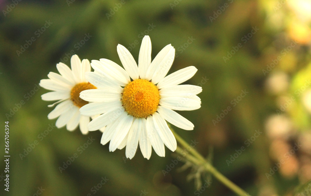 Close view of camomile flower in summer day Macro Close view of camomile flower in summer day Macro