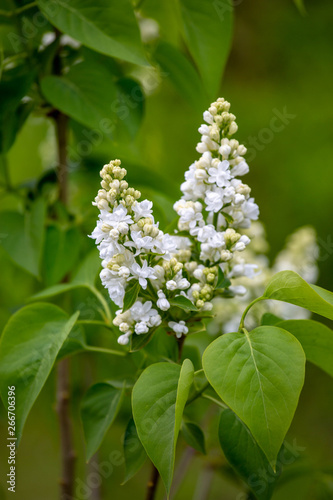 The White Lilac