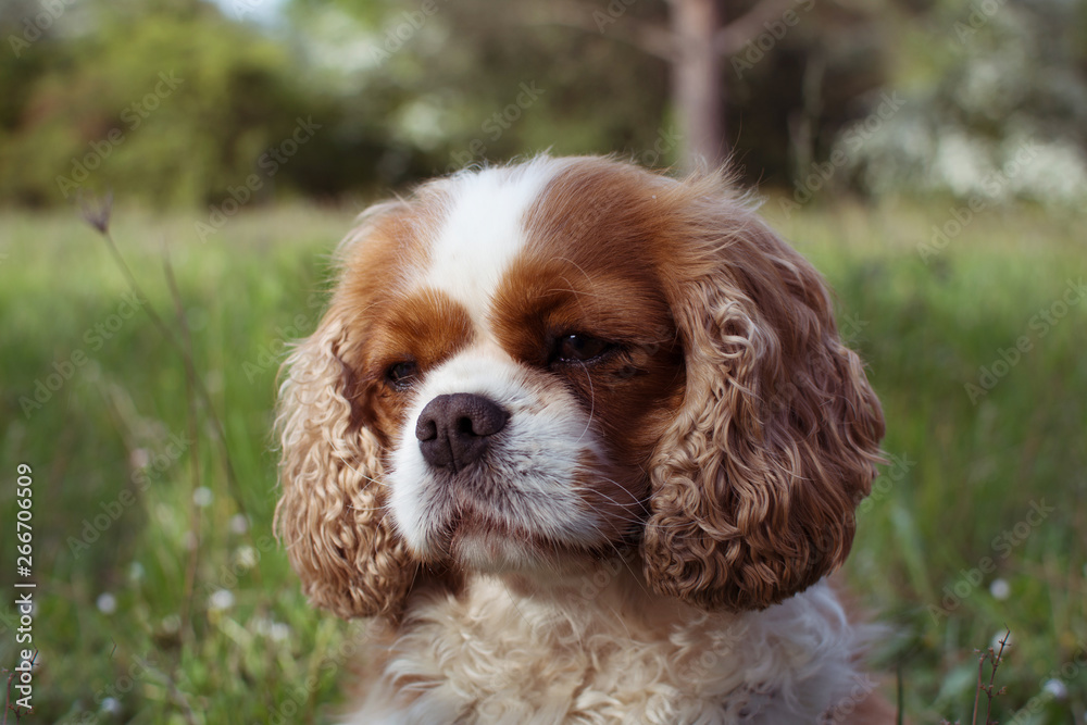 PORTRAIT SWEET CAVALIER KING CHARLES DOG AGAINT DEFOCUSED GREEN GRASS.