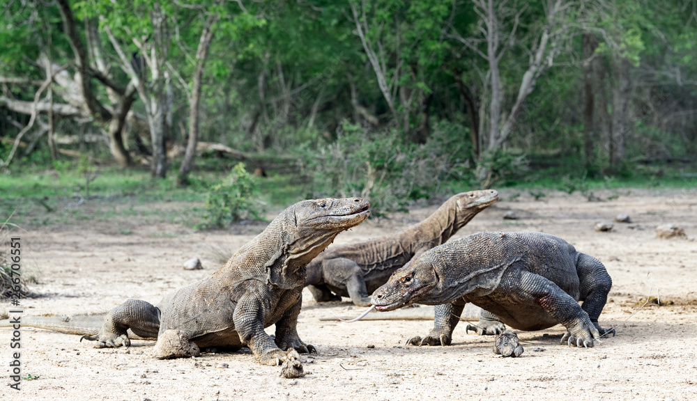 Komodo dragons. Scientific name: Varanus Komodoensis. Natural habitat. Indonesia. Rinca Island. Komodo dragons. Scientific name: Varanus Komodoensis. Natural habitat. Indonesia. Rinca Island.