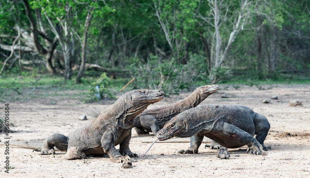Komodo dragons. Scientific name: Varanus Komodoensis. Natural habitat. Indonesia. Rinca Island. Komodo dragons. Scientific name: Varanus Komodoensis. Natural habitat. Indonesia. Rinca Island.