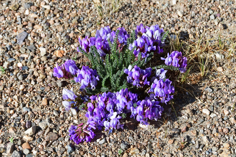 Oxytropis Oxytropis microphylla small-leaved in the mountains of Tibet Oxytropis Oxytropis microphylla small-leaved in the mountains of Tibet