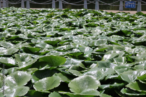 Lotus flower on swarmp in a park photo