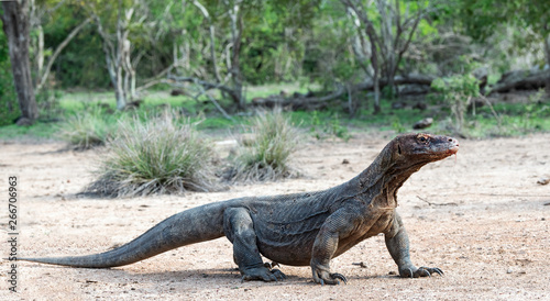 Komodo dragon   scientific name  Varanus komodoensis. Natural habitat.  Indonesia.