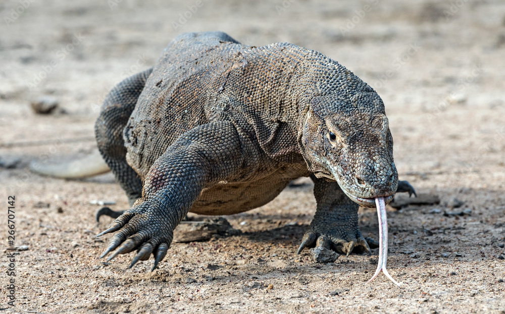 Walking komodo dragon  with the  forked tongue sniff air.  The Komodo dragon. Scientific name: Varanus komodoensis. Natural habitat. Indonesia.