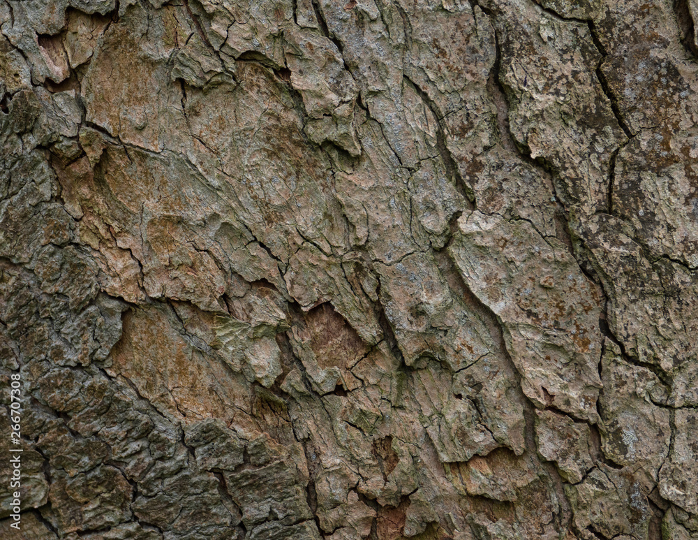 Hintergrund Baumrinde Hintergrund Baumrinde