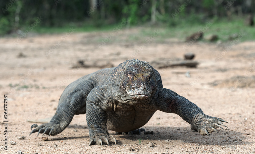 Walking komodo dragon, front view. Close up. Scientific name: Varanus Komodoensis. Natural habitat. Indonesia. Rinca Island. Walking komodo dragon, front view. Close up. Scientific name: Varanus Komodoensis. Natural habitat. Indonesia. Rinca Island.