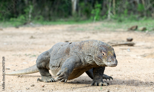 Walking komodo dragon  front view. Close up. Scientific name  Varanus Komodoensis. Natural habitat.  Indonesia. Rinca Island.