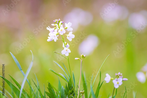 Cuckooflower blooming in a meadow photo