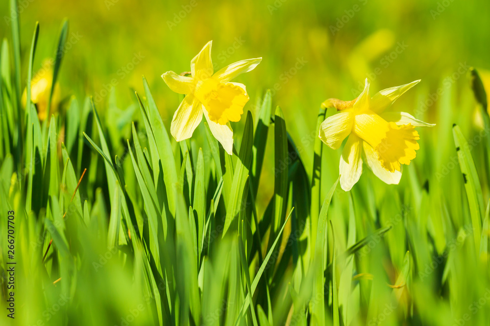 Yellow Daffodil flower or Lent lily, Narcissus pseudonarcissus, blooming in a green meadow. Yellow Daffodil flower or Lent lily, Narcissus pseudonarcissus, blooming in a green meadow.