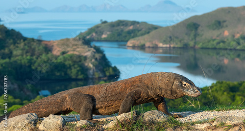 Komodo dragon, scientific name: Varanus komodoensis. Scenic view on the background, Natural habitat. Indonesia.