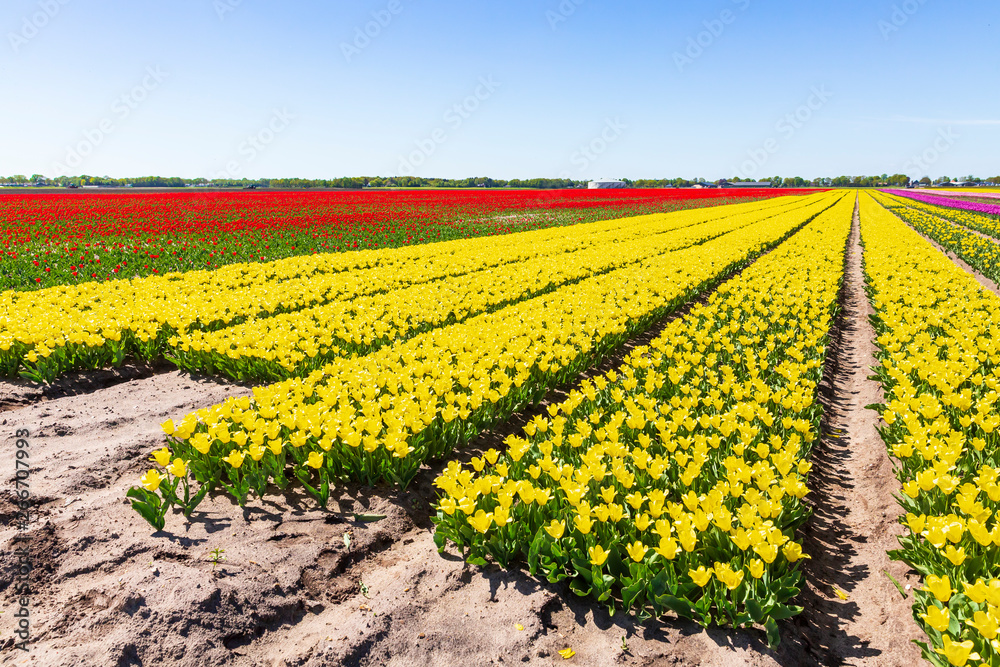 Yellow and red Dutch tulips flowers field with a blue sky