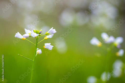 Abstract Cuckooflower Cardamine pratensis, abstract creation using selective focus photo