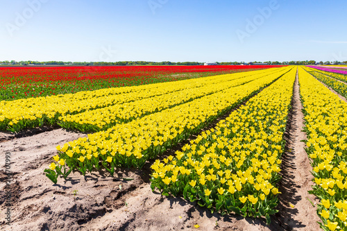 Yellow and red Dutch tulips flowers field with a blue sky